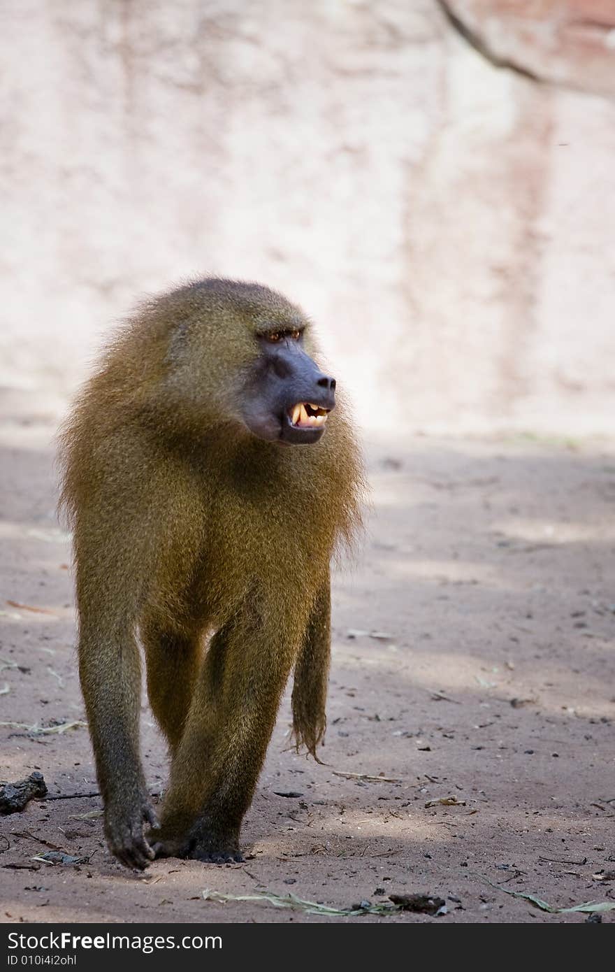 Angry Baboon