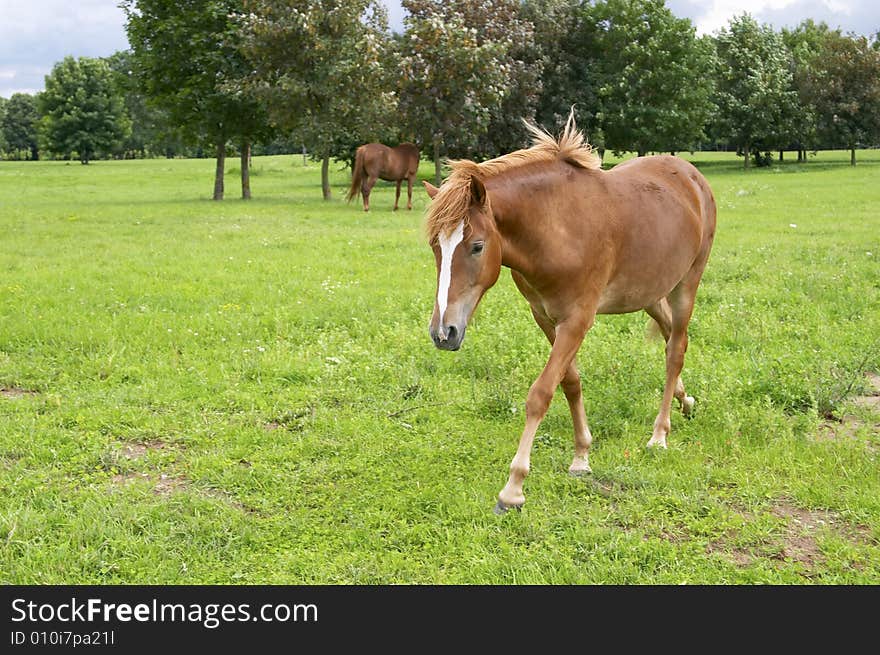 Horse On The Green Meadow