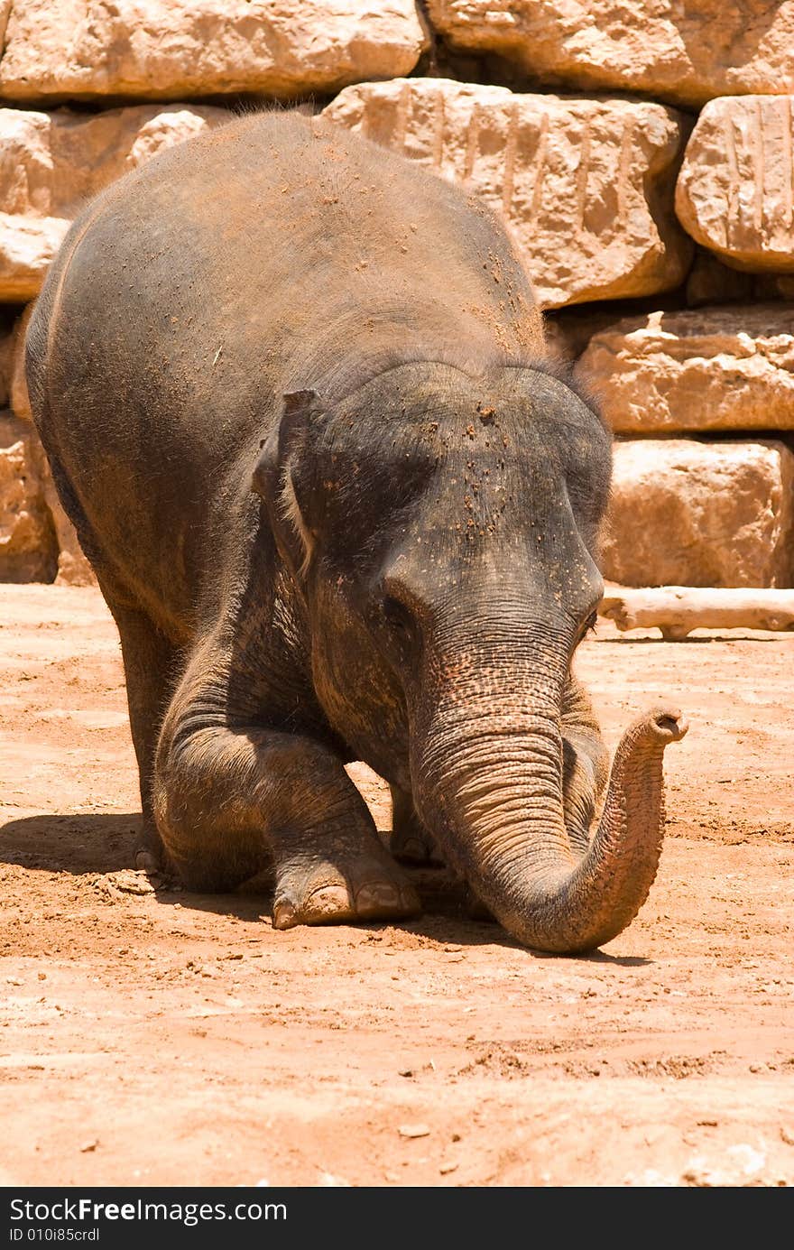 The Asian Elephant in Jerusalem Zoo