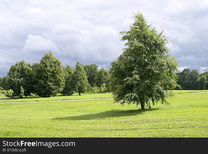 Tree in a field