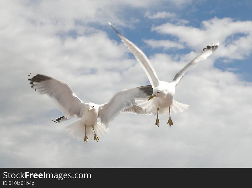 Sea gulls flight