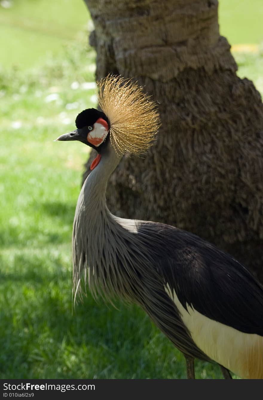 The East African Crowned Crane in Jerusalem Zoo