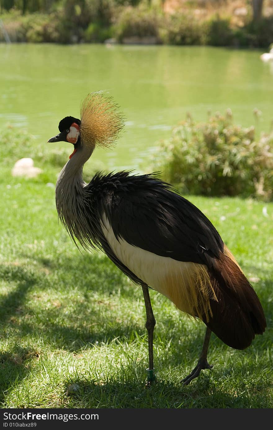 The East African Crowned Crane in Jerusalem Zoo