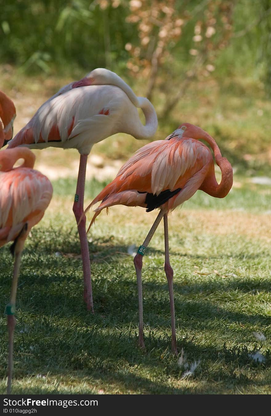 Pink Flamingos Flock