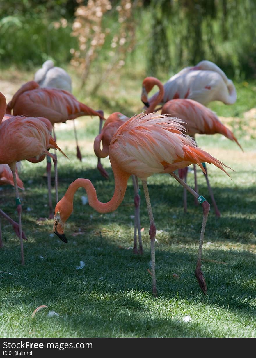 Pink Flamingos Flock In Jerusalem Zoo