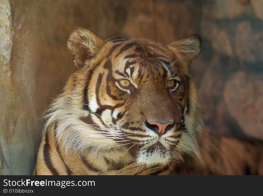 Head shot of Sumatran Tiger