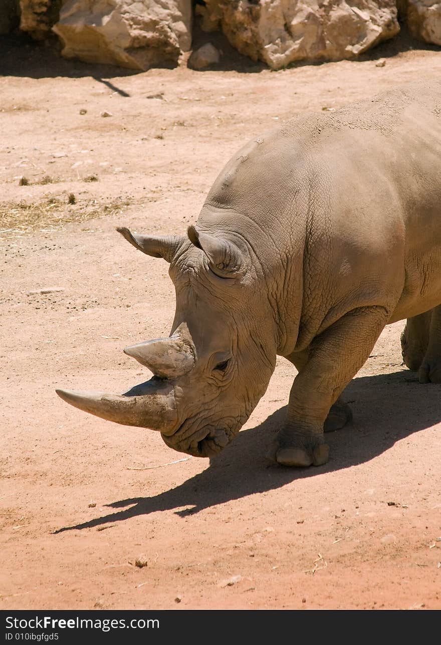 White (square-lipped) rhinoceros (Ceratotherium simum) in Jerusalem Zoo