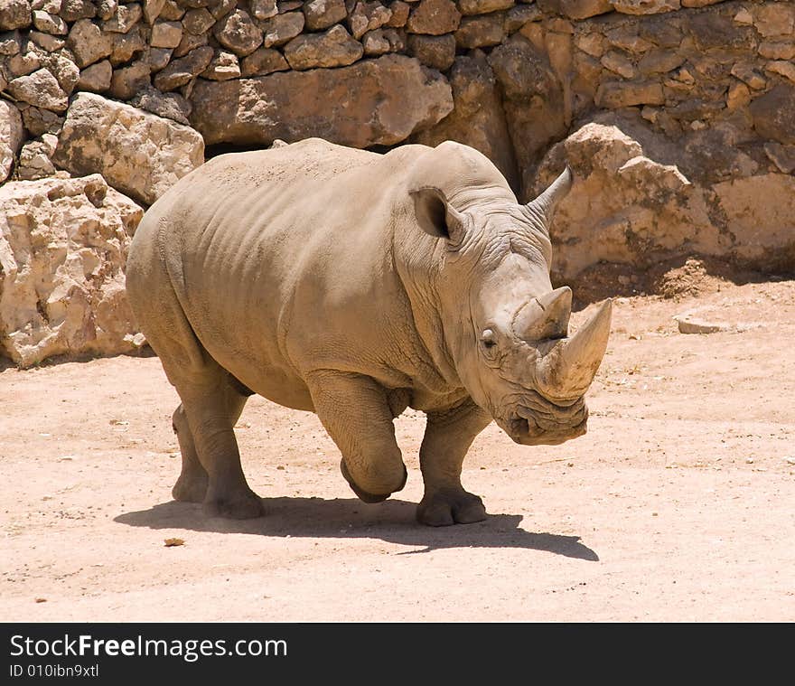 White (square-lipped) rhinoceros (Ceratotherium simum) in Jerusalem Zoo. White (square-lipped) rhinoceros (Ceratotherium simum) in Jerusalem Zoo