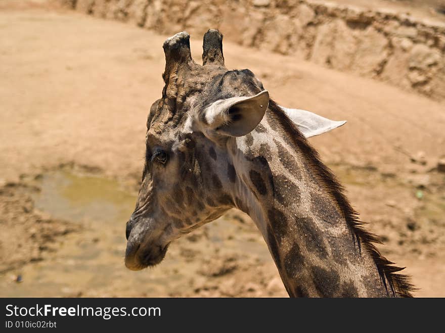 Close-up on giraffe head