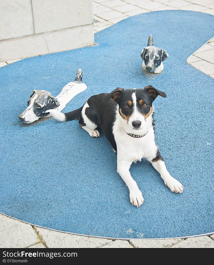 Real dog swimming with concrete friends within modern art installation. Real dog swimming with concrete friends within modern art installation