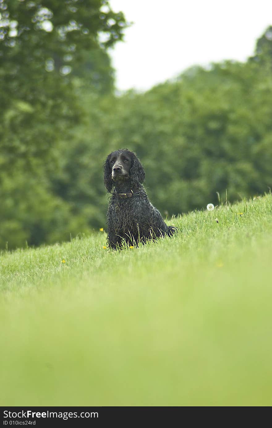 Working english cocker spaniel farm dog relaxing in the meadow after a hard days work. Working english cocker spaniel farm dog relaxing in the meadow after a hard days work