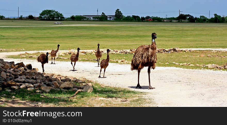 Beautiful emu family at the safari park. Beautiful emu family at the safari park