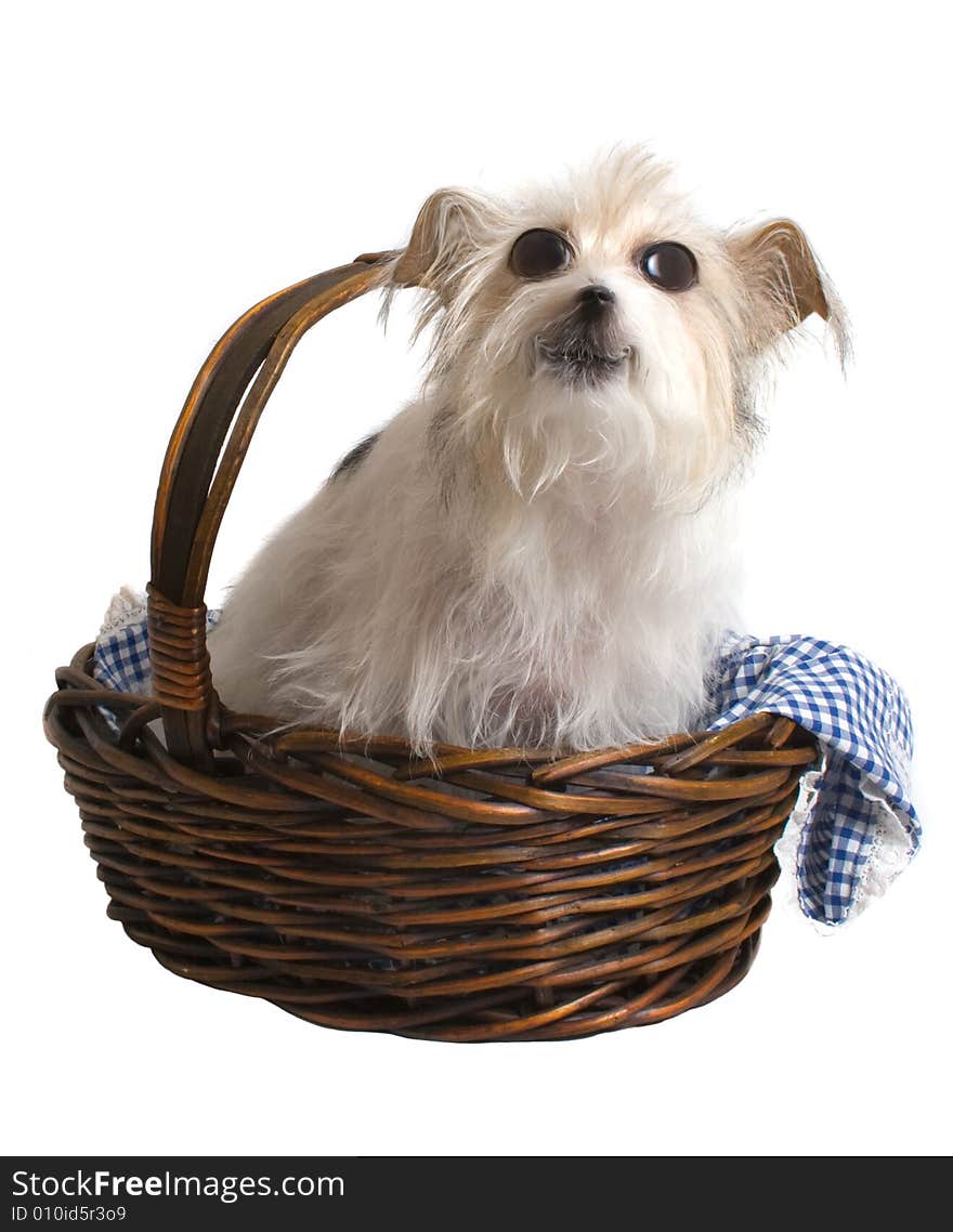 Comical pup sitting in a basket isolated over white background. Comical pup sitting in a basket isolated over white background