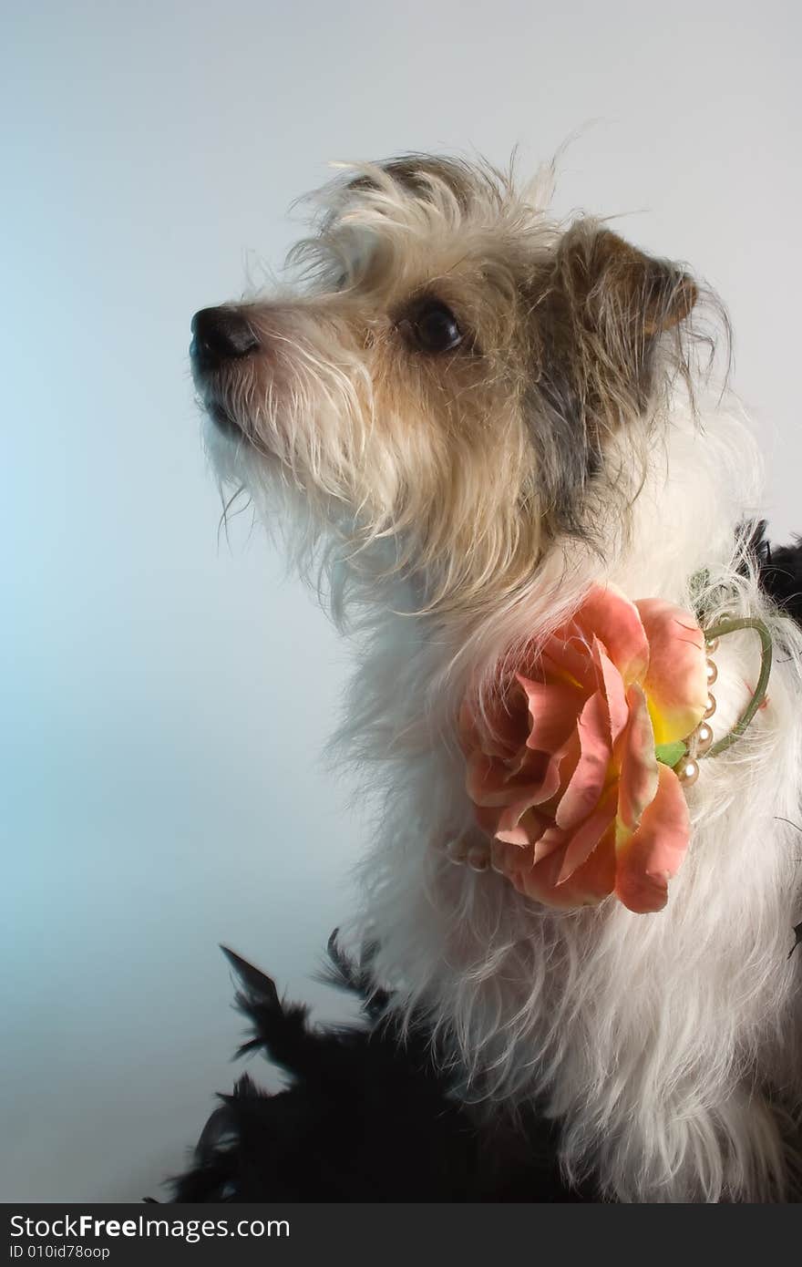 Maltese/Jack Russell cross wearing pearls and rose. Maltese/Jack Russell cross wearing pearls and rose.