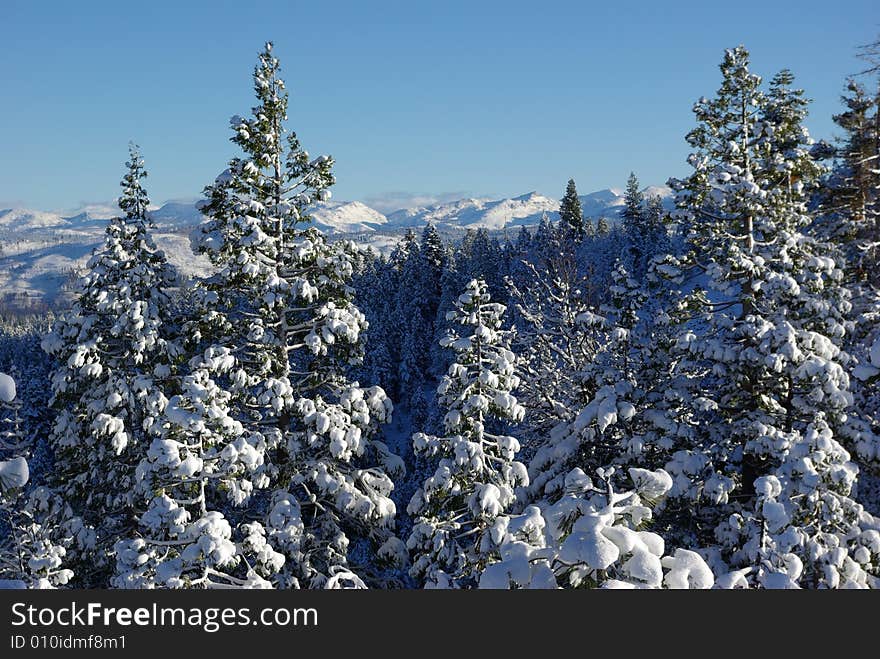 High Sierra Forest