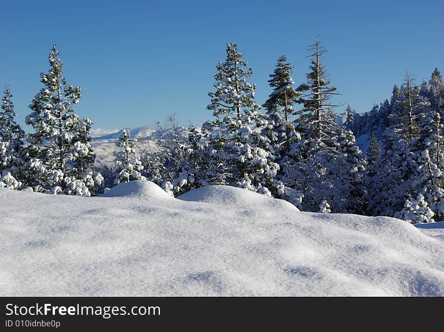 High Sierra Forest