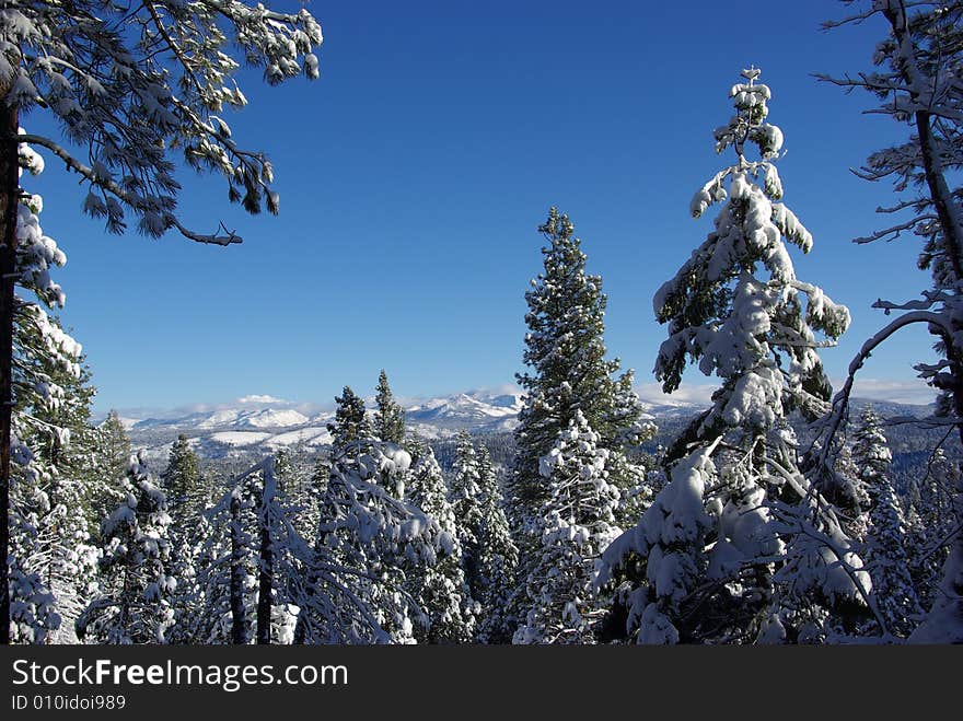 High Sierra Forest