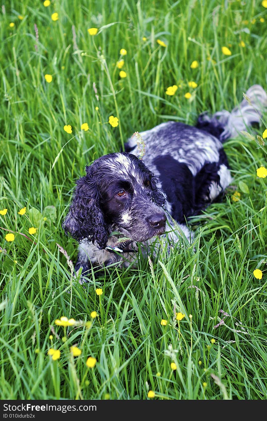 Working english cocker spaniel farm dog relaxing in a meadow of buttercups after a hard days work. Working english cocker spaniel farm dog relaxing in a meadow of buttercups after a hard days work