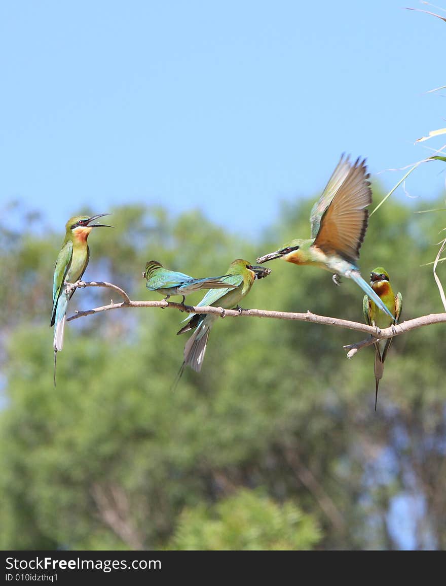 Bee eater is a kind of birds of Coraciiformes, meropidea. rare variety bird. Bee eater is a kind of birds of Coraciiformes, meropidea. rare variety bird