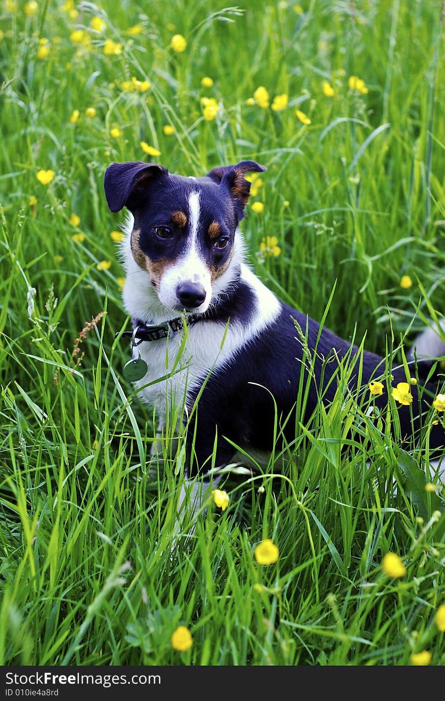 Working border jack farm dog relaxing in a meadow of buttercups after a hard days work