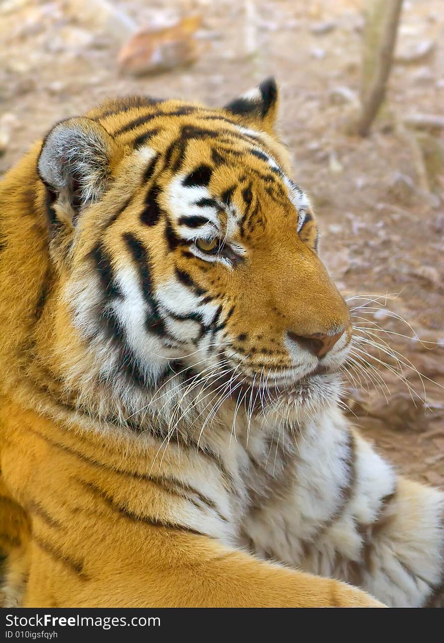 Tiger in centre of the rehabilitations animal