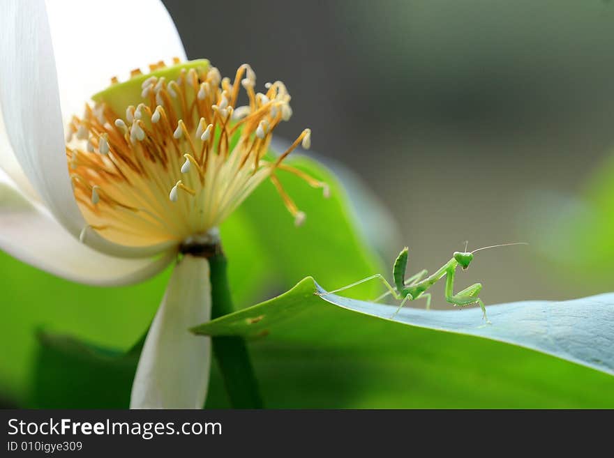 A mantis on a leaf which looks like guarding the lotus flower. A mantis on a leaf which looks like guarding the lotus flower.