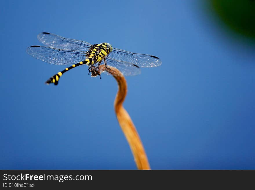 A large yellow and black dragonfly. A large yellow and black dragonfly