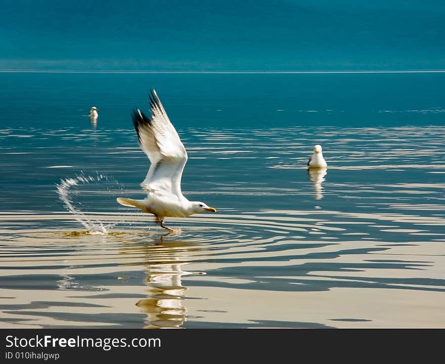 Flight of the seagull above water of lake