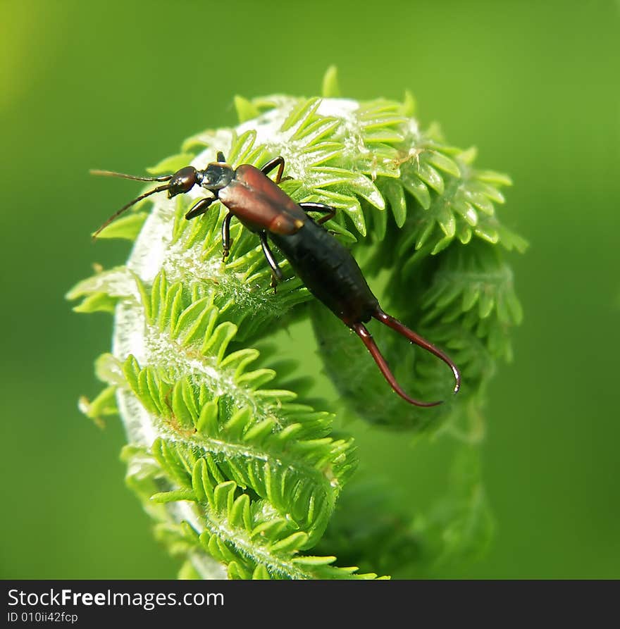 Insect on a plant