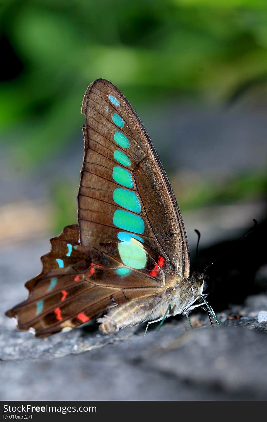 A colorful Butterfly stays at a leaf.