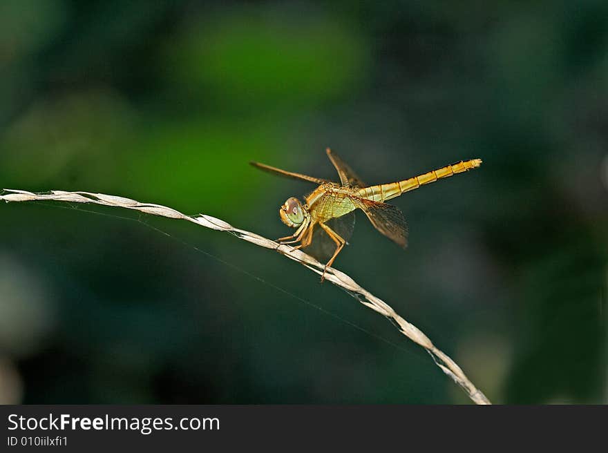 The dragonfly is Crocothemis servilia Drury of Libellulidae。It is a type of insect belonging in the   pond。The large eyes and wings are  pretty 
。It is an useful insect. The dragonfly is Crocothemis servilia Drury of Libellulidae。It is a type of insect belonging in the   pond。The large eyes and wings are  pretty 
。It is an useful insect.