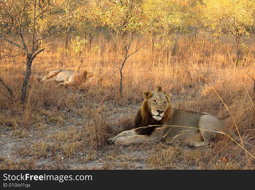 Lion in Sabi Sands Reserve, South Africa