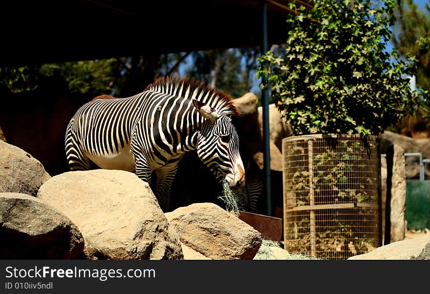 A zebra snacking on some hay.