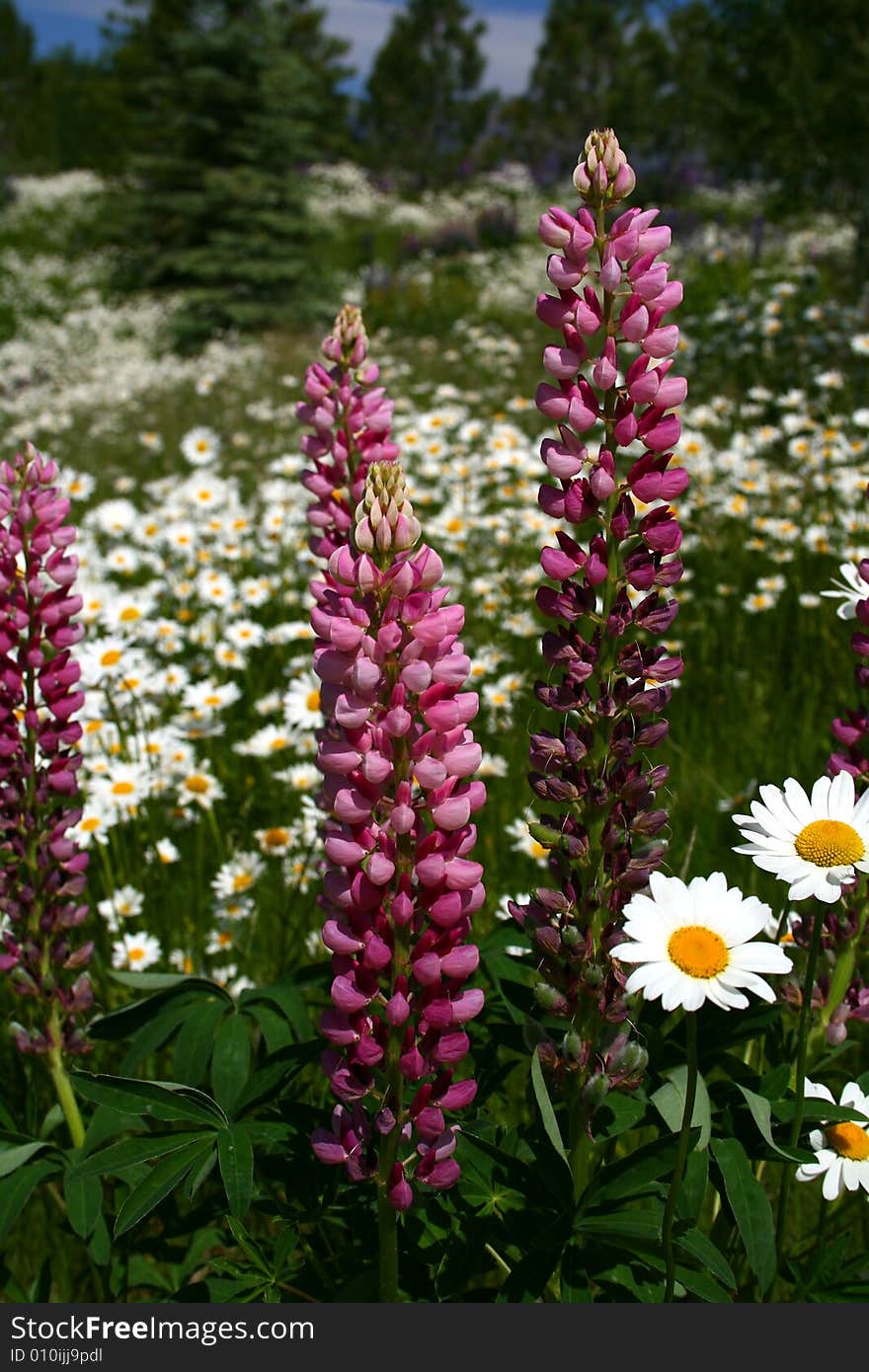 Wild foxglove and daisies growing in high mountain meadow in Idaho. Wild foxglove and daisies growing in high mountain meadow in Idaho