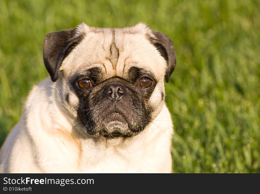 A pug dog sitting in the grass