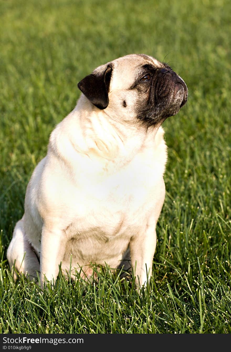 A pug dog sitting in the grass. A pug dog sitting in the grass