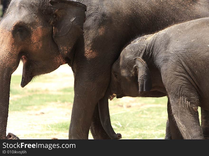 A hot summer afternoon, and this baby elephant was playing with the mother. This Photo is all about parental love.