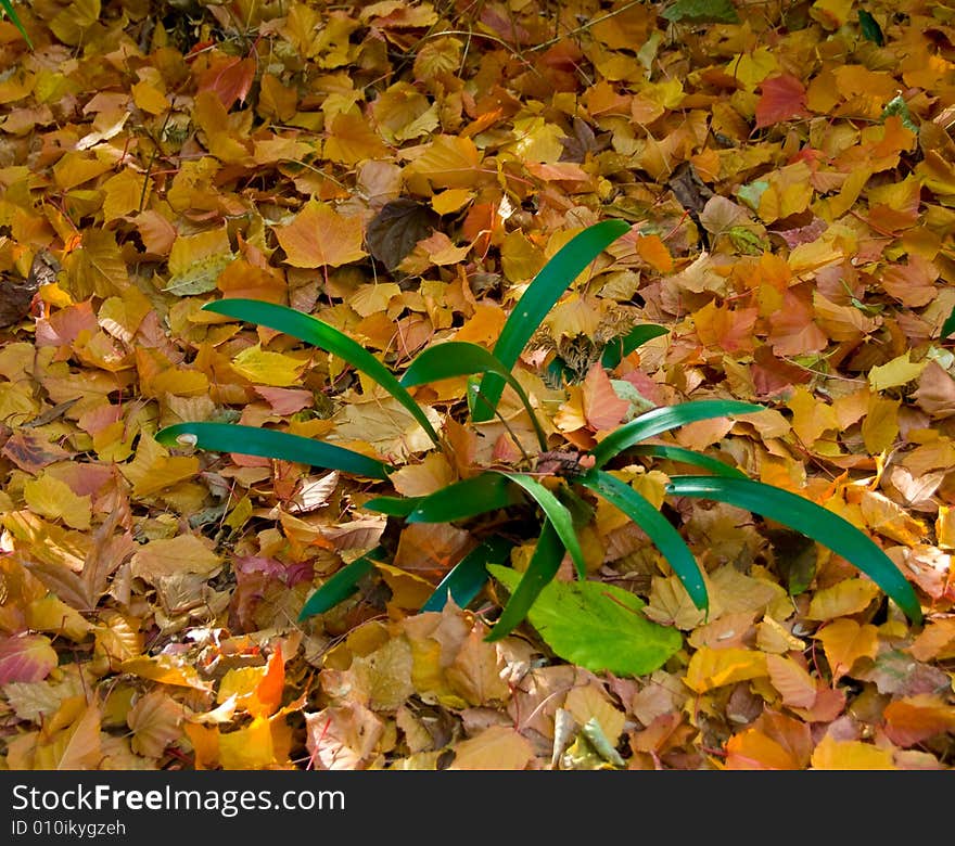 Golden Carpet Of Leaves