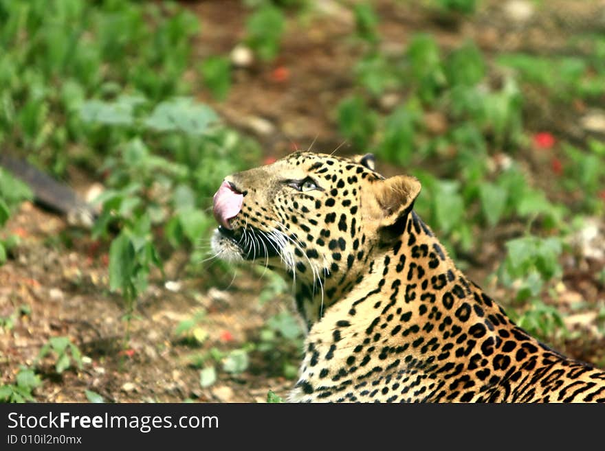 Leopard is looking, the charismatic face and ferocious eye