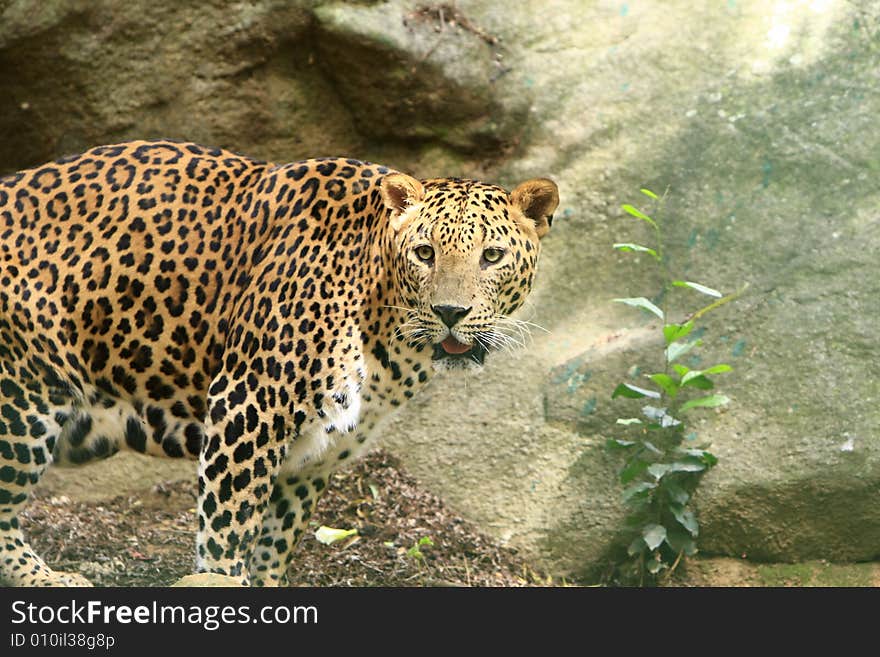 Leopard is looking, the charismatic face and ferocious eye