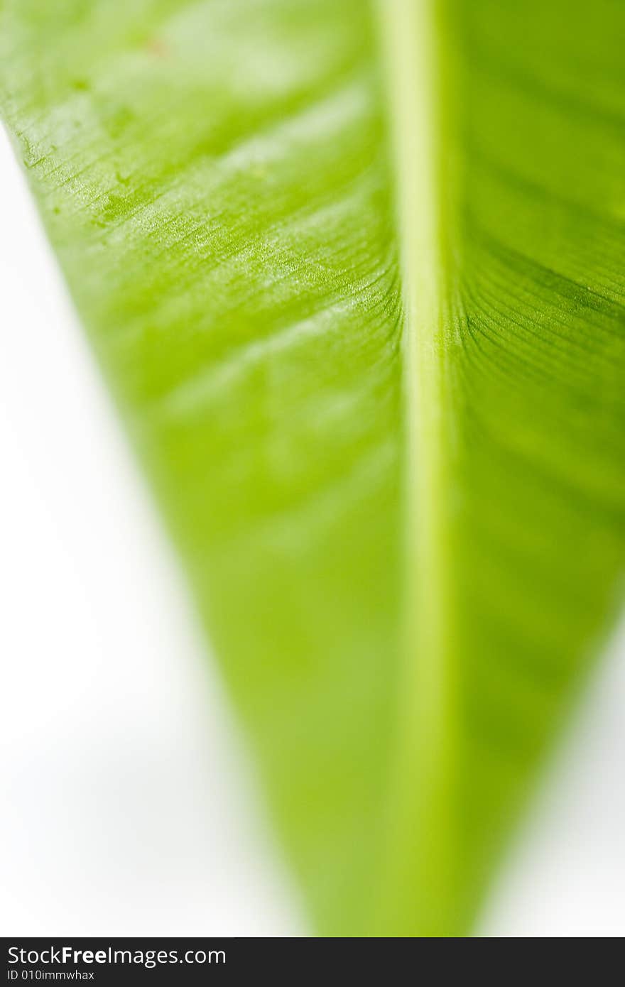 A green leaf on a white background