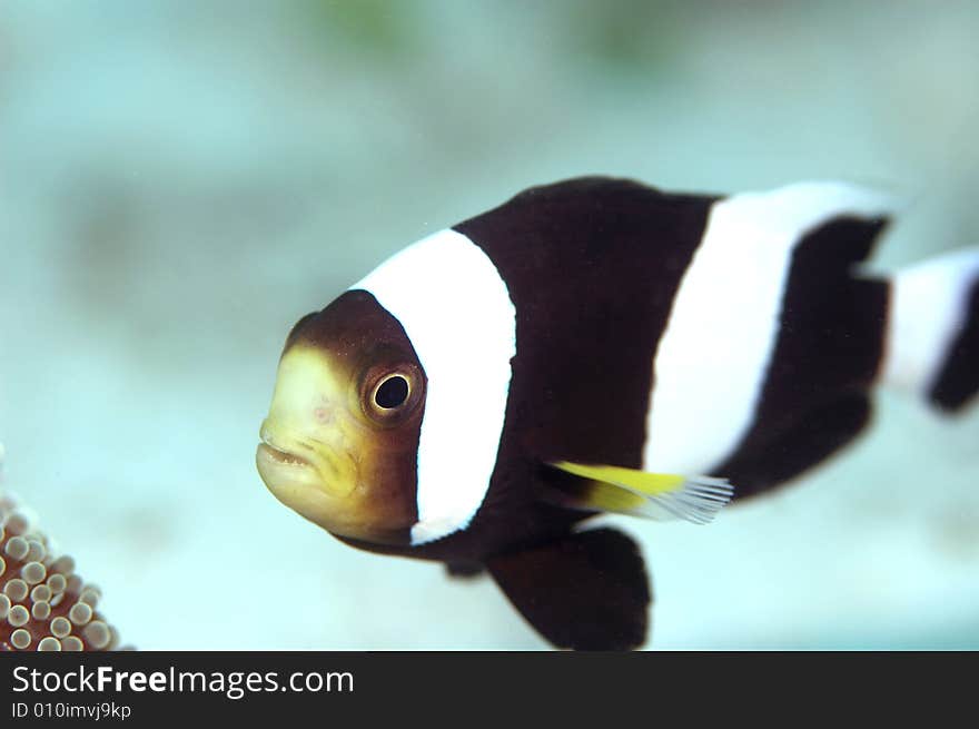 This clark's anemone was taken at mabul island of Borneo. The fish is protecting her eggs near the anemore. This clark's anemone was taken at mabul island of Borneo. The fish is protecting her eggs near the anemore.