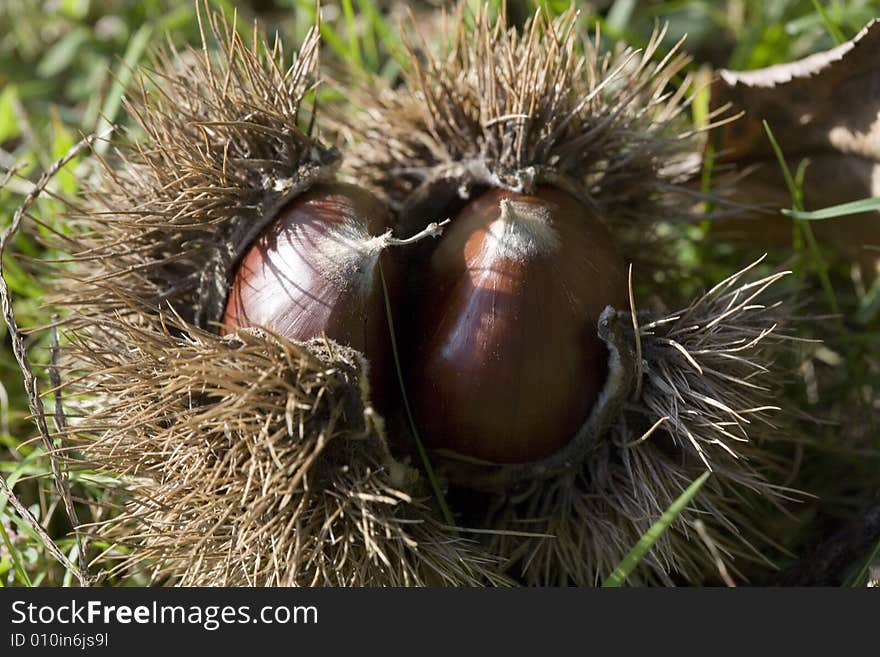 Chestnuts With Husks