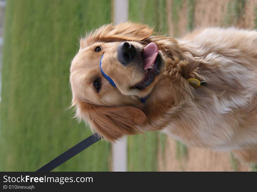 Golden Retriever Dog Sitting