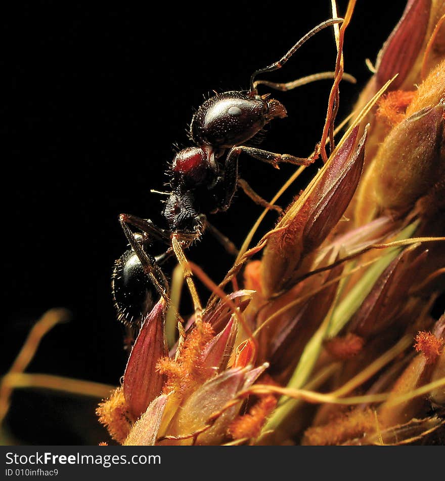 Ant ascension.Macro.