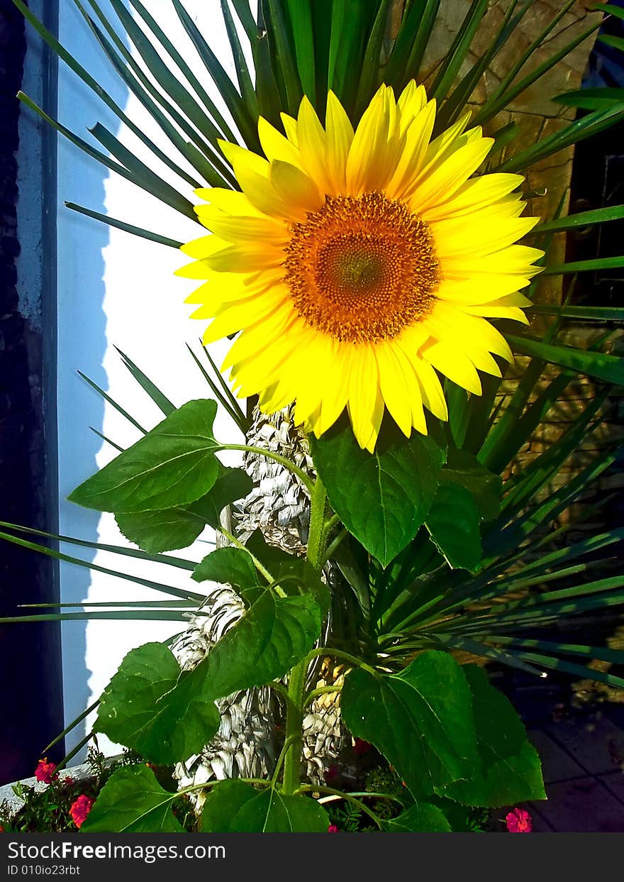 Photo of the beautiful sunflower near with home