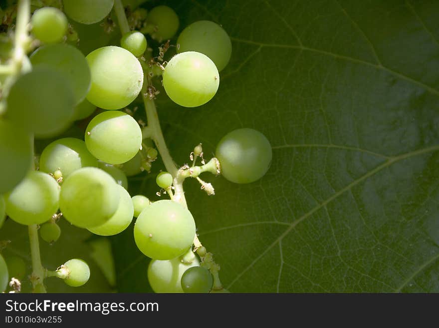 Wild grapes with large leaf in background