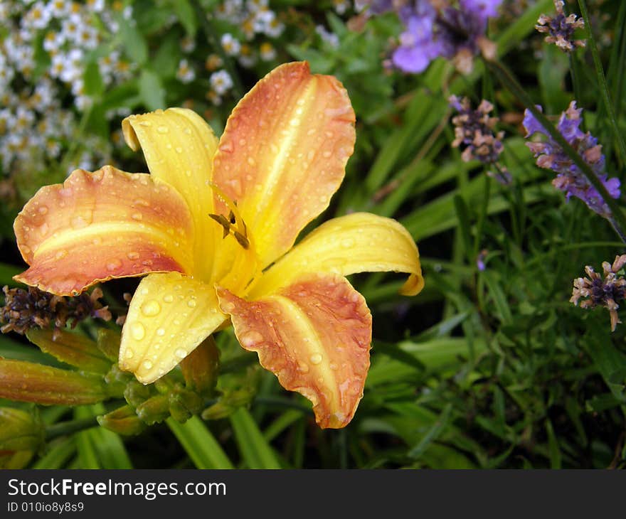 Lillies In The Rain