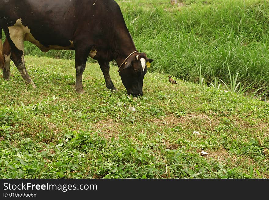 Male Cow