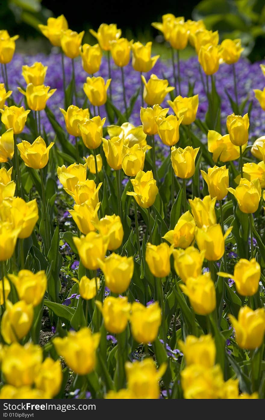 Yellow Tulips